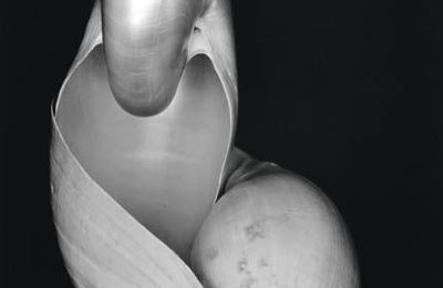 Edward Weston (1886-1958)/Cole Weston (1919-2003), "Shell [Nautilus]." & "Shell." 