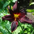 Hemerocallis ' Black Emmanuelle'