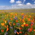 PROMENADE EN FLEURS KABYLIE