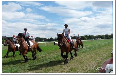 Des chevaux