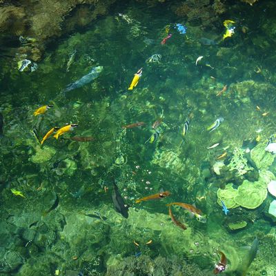 Bernard le Homard (octobre 2011)