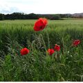 Gentil Coquelicot Nouveau