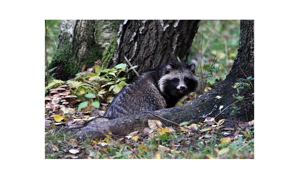 Estonie > Les animaux des Parcs Naturels