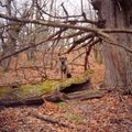 La forêt de châtaigniers