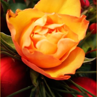 Mes Fleurs du Dimanche