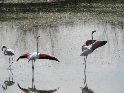2020-07-20 : séjour en Camargue