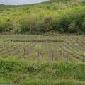 Visite au Chlo d'Auzit à Molompize