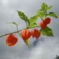 Jupe parapluie, c'est de saison...