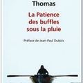 LA PATIENCE DES BUFFLES SOUS LA PLUIE de David Thomas****