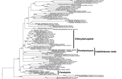 Paralepistopsis gen. nov. and Paralepista by A. Vizzini & E. Ercole