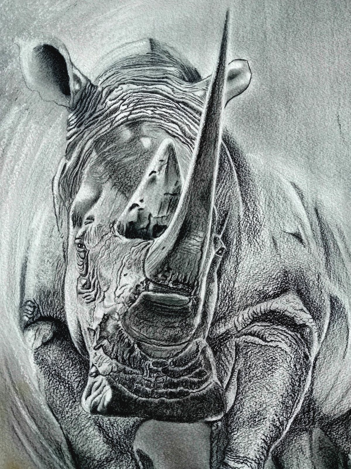 Dessin, portrait d'un rhinocéros blanc. Crayon, fusain, pierre noire 