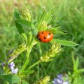 Ciboulette, coccinelle et Cie 