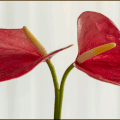 anthuriums