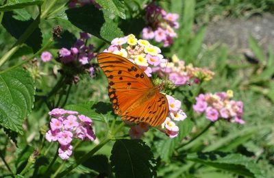 BLOG EN PAUSE
