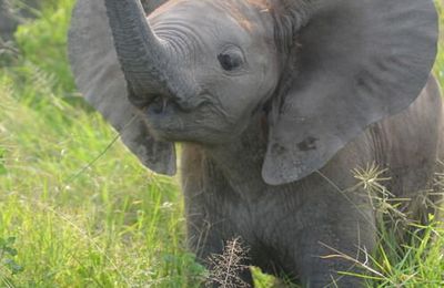 Le député des éléphants (4)