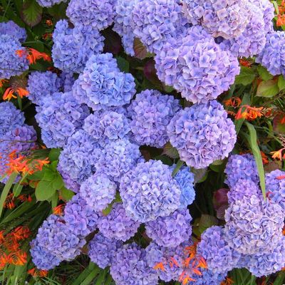 Focus sur l'hydrangea macrophylla