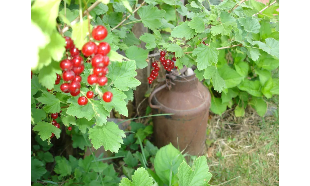 La saison des fruits rouges au jardin * * * * *