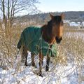 les chevaux et la neige