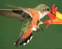 Quel est le plus petit oiseau du monde