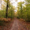 Balade guidée dans la forêt de mon enfance. 