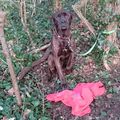 Chien abandonné dans la forêt de Bréviande