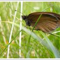 Erebia montagnard