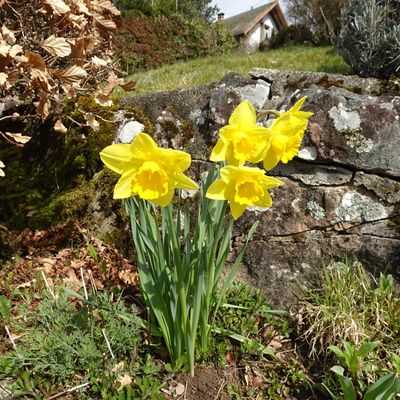 ANNIVERSAIRE DU MOIS D'AVRIL 2025 À BOURBACH-LE-HAUT