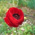 Comment planter les cormes d'anémones…