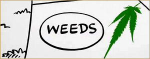 Weeds [8x 10 & 8x 11]