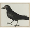 Italian School, 17th Century, A Crow