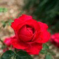Parc Floral Orléans - 45 Loiret - Le quartier des roses