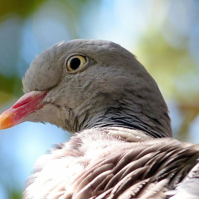 Coco ne change rien à ses habitudes