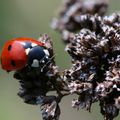 La coccinelle à sept points