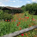 Les coquelicots.........