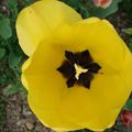 Les tulipes-Tulipany