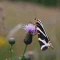 Papillon dans le champs