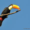 Toucan toco - Photos