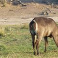 Antilopes Guid Harnaché, Hippotrague, Puku