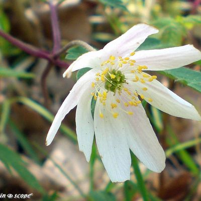 L'Anémone nemorosa, une éphémère du printemps...