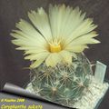 Coryphantha sulcata