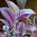 Un Tradescantia pour débuter avec les plantes d'appartement