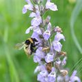 Semaine pour l'Alternative aux pesticides dans les P.O.