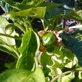 Naissance au potager !