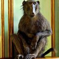 William Curtis Rolf, Deyrolle Monkey Relaxing On his Chest Of Drawers