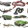 Les maladies des reptiles : Thamnophis et Nerodia