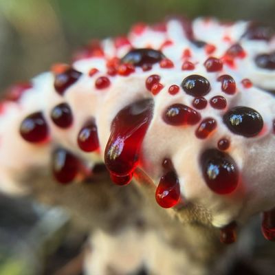 Guimauve à la fraise ? 