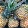 Les ananas de la Réunion sont cueillis mûrs de décembre à janvier