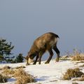 030 - Chamois