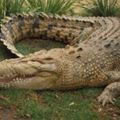 Un crocodile de quatre mètres caché dans un sac à la base d’un accident d’avion au Congo 
