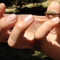 Brookesia minima tuberculata